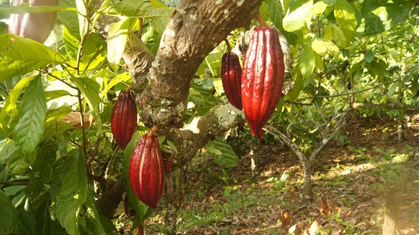 cacao